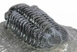 Prone Austerops Trilobite - Morocco #216579-4